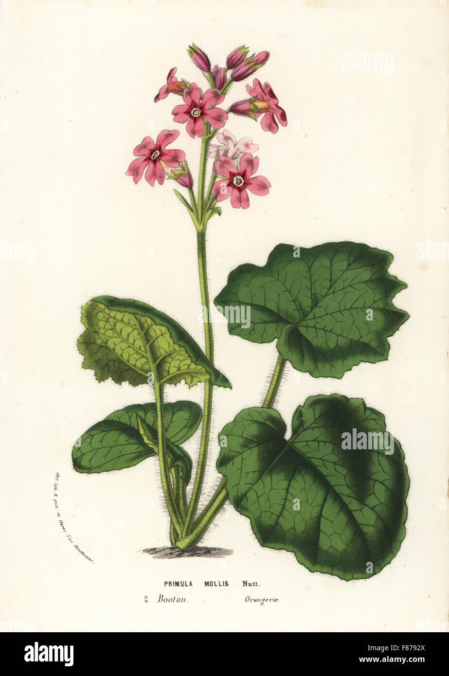 Soft-leaved primrose, Primula mollis. Handcoloured lithograph from Louis van Houtte and Charles Lemaire's Flowers of the Gardens and Hothouses of Europe, Flore des Serres et des Jardins de l'Europe, Ghent, Belgium, 1857. Stock Photo