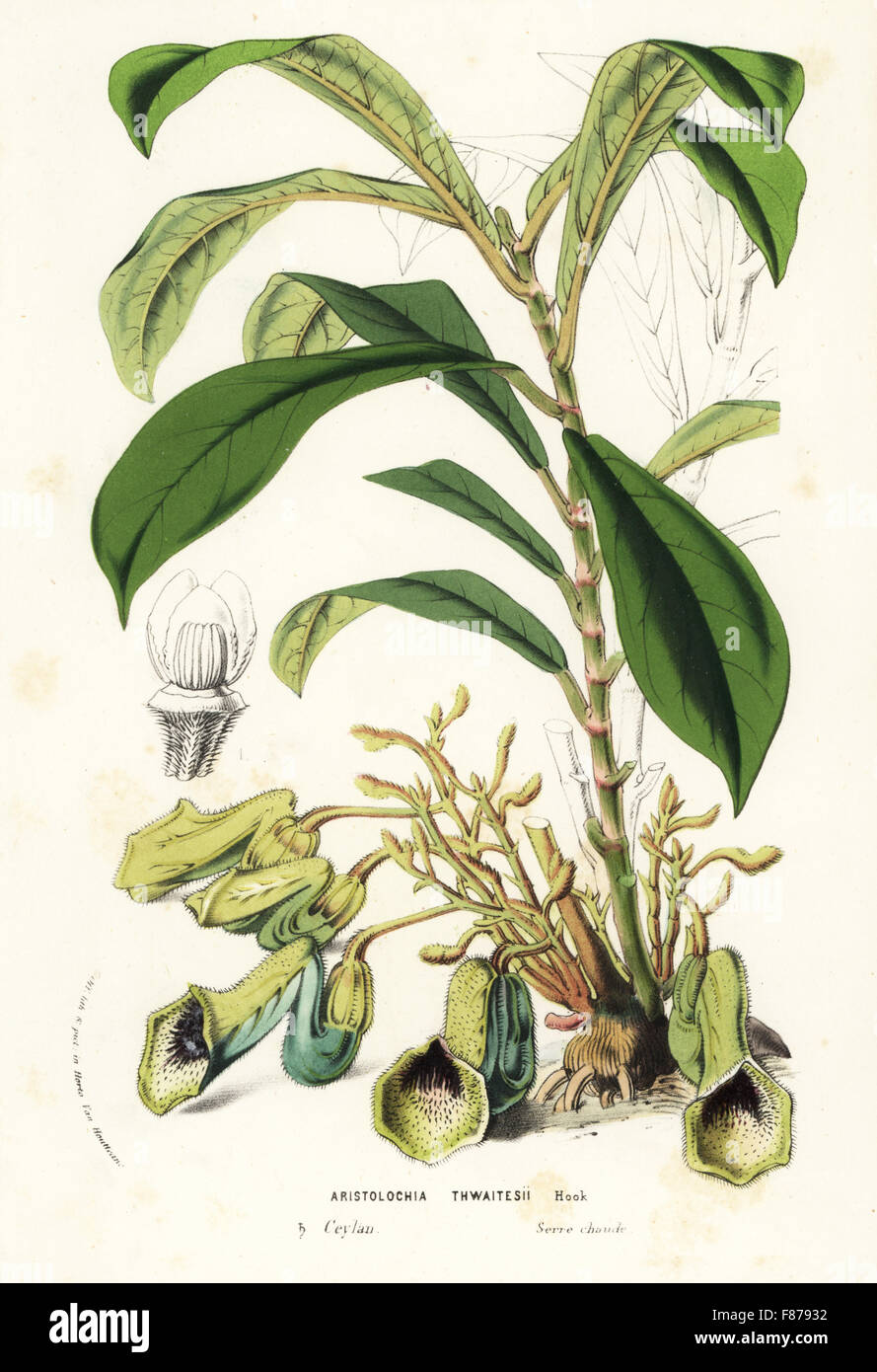 Dutchman's pipe, Aristolochia thwaitesii. Vulnerable. Handcoloured lithograph from Louis van Houtte and Charles Lemaire's Flowers of the Gardens and Hothouses of Europe, Flore des Serres et des Jardins de l'Europe, Ghent, Belgium, 1857. Stock Photo