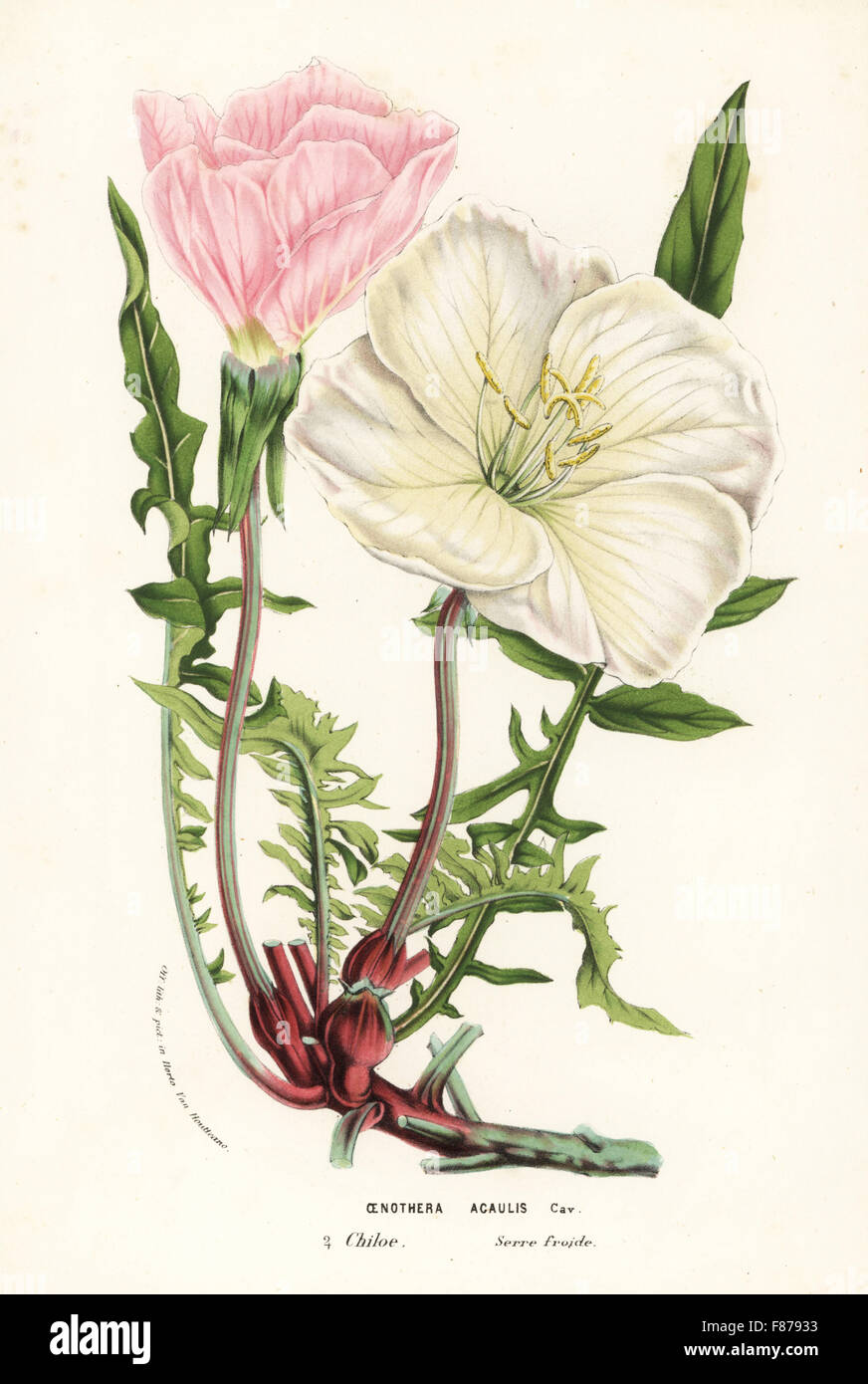 Evening primrose, Oenothera acaulis. Handcoloured lithograph from Louis van Houtte and Charles Lemaire's Flowers of the Gardens and Hothouses of Europe, Flore des Serres et des Jardins de l'Europe, Ghent, Belgium, 1857. Stock Photo