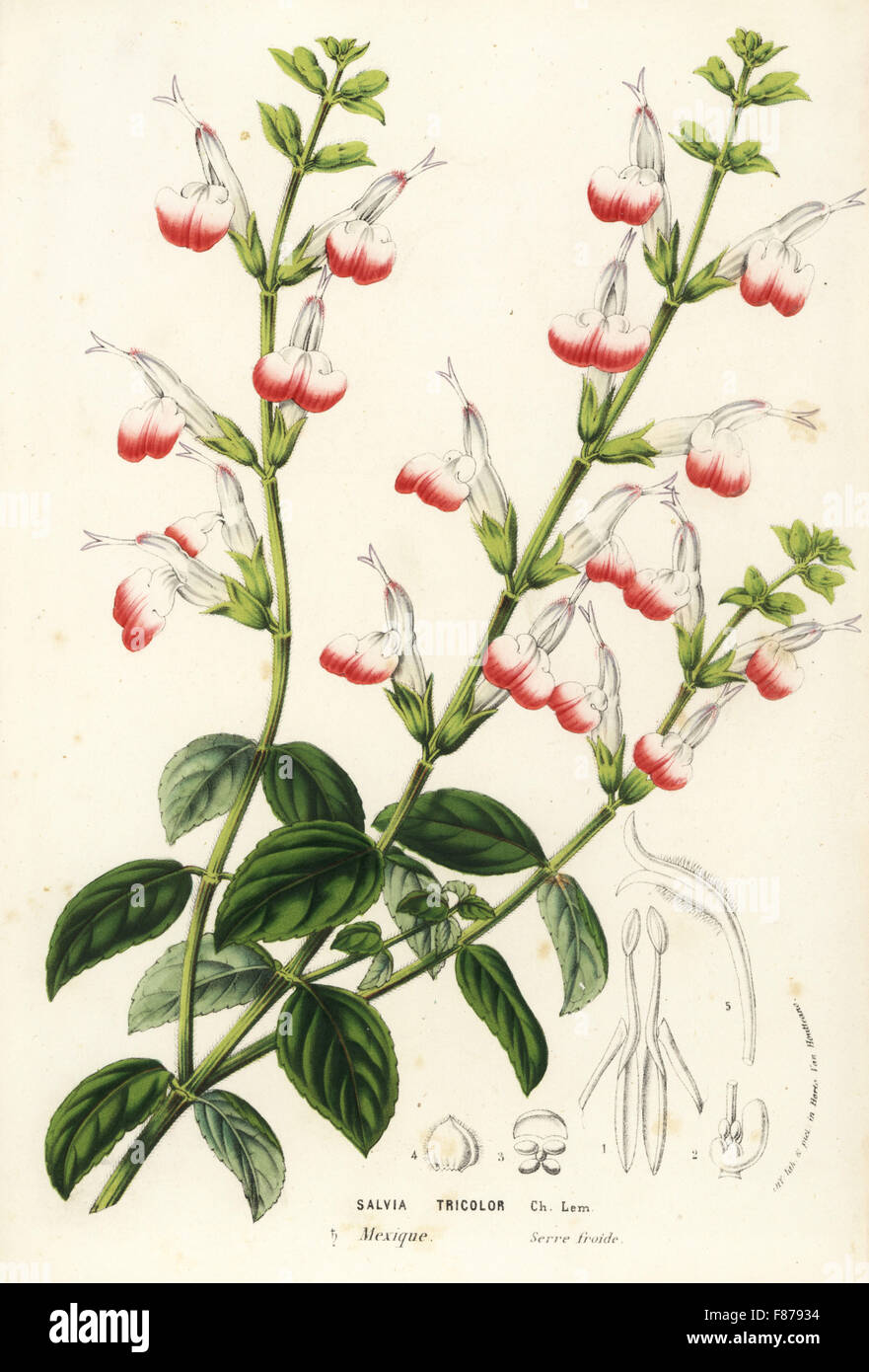 Three-colored sage, Salvia tricolor. Mexico. Handcoloured lithograph from Louis van Houtte and Charles Lemaire's Flowers of the Gardens and Hothouses of Europe, Flore des Serres et des Jardins de l'Europe, Ghent, Belgium, 1857. Stock Photo