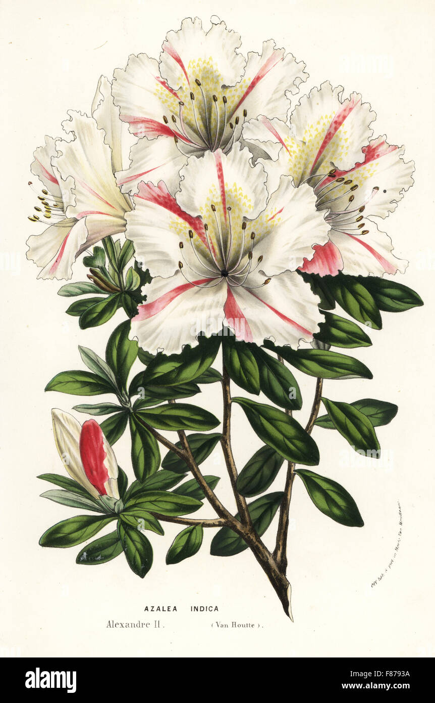 Azalea hybrid, Alexandre II, Rhododendron indicum. Handcoloured lithograph from Louis van Houtte and Charles Lemaire's Flowers of the Gardens and Hothouses of Europe, Flore des Serres et des Jardins de l'Europe, Ghent, Belgium, 1857. Stock Photo