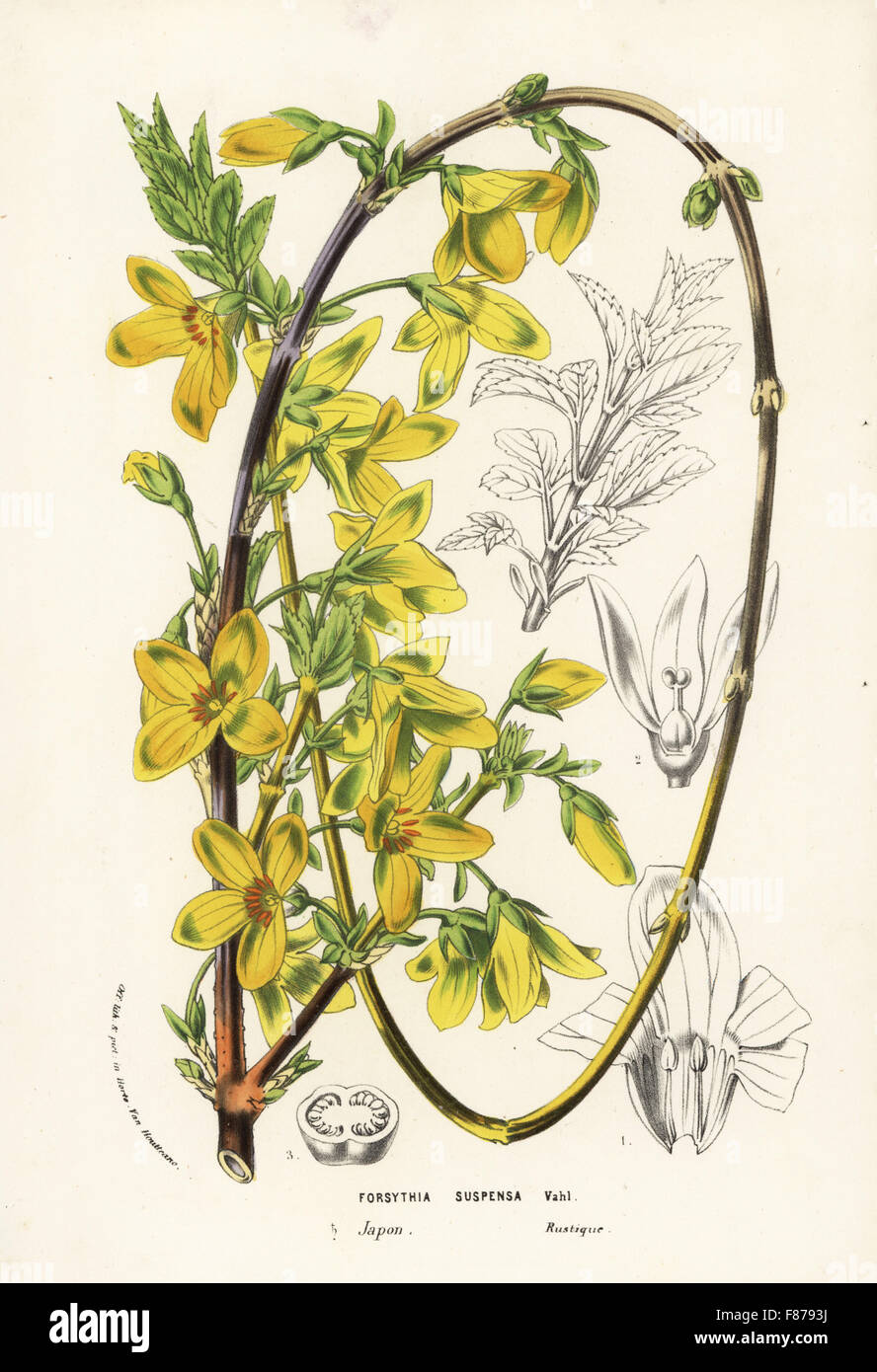 Weeping forsythia or rengyou, Forsythia suspensa. Japan. Handcoloured  lithograph from Louis van Houtte and Charles Lemaire's Flowers of the  Gardens and Hothouses of Europe, Flore des Serres et des Jardins de  l'Europe,