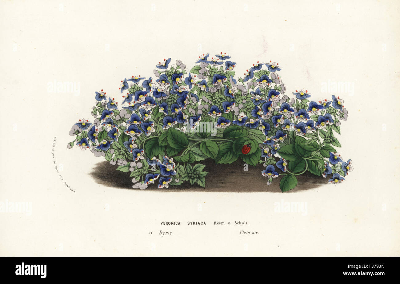 Syrian speedwell, Veronica syriaca. Handcoloured lithograph from Louis van Houtte and Charles Lemaire's Flowers of the Gardens and Hothouses of Europe, Flore des Serres et des Jardins de l'Europe, Ghent, Belgium, 1857. Stock Photo