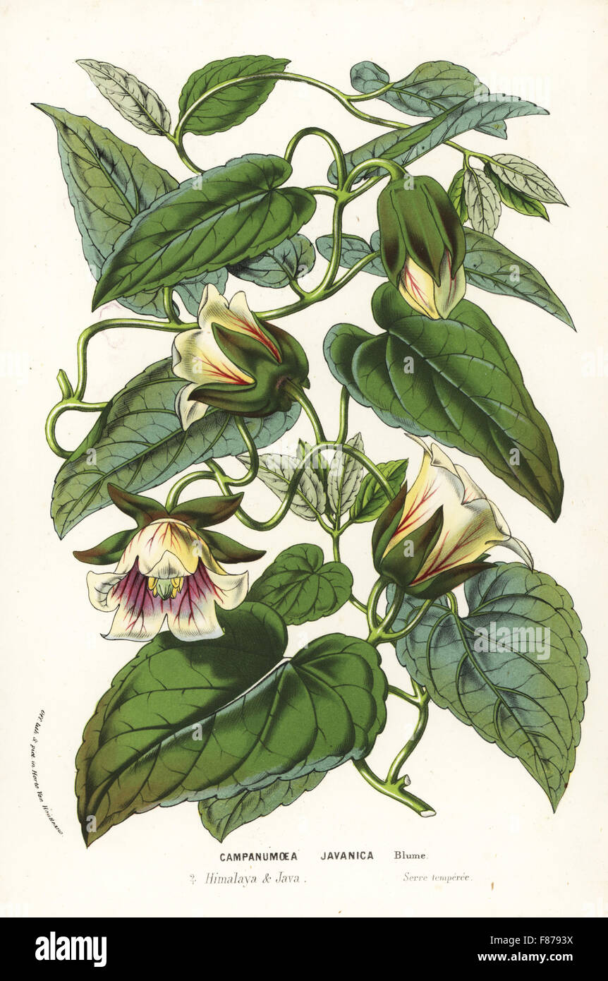 Dangshen, Codonopsis javanica (Campanumoea javanica). Used in traditional Chinese herbal medicine. Handcoloured lithograph from Louis van Houtte and Charles Lemaire's Flowers of the Gardens and Hothouses of Europe, Flore des Serres et des Jardins de l'Europe, Ghent, Belgium, 1857. Stock Photo