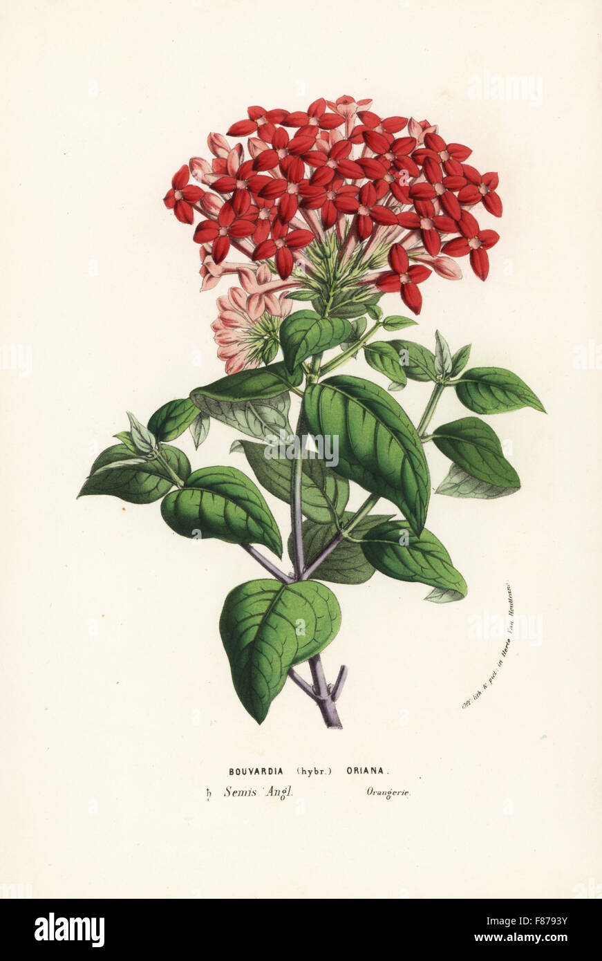 Bouvardia hybrid, Oriana. Handcoloured lithograph from Louis van Houtte and Charles Lemaire's Flowers of the Gardens and Hothouses of Europe, Flore des Serres et des Jardins de l'Europe, Ghent, Belgium, 1857. Stock Photo