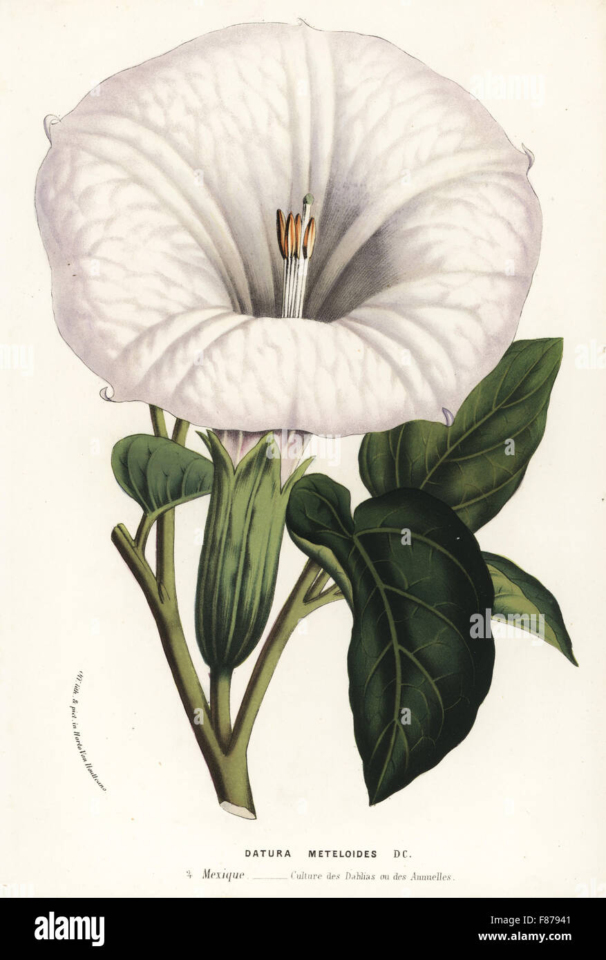 Thorn apple, Datura innoxia (Datura meteloides). Mexico. Handcoloured lithograph from Louis van Houtte and Charles Lemaire's Flowers of the Gardens and Hothouses of Europe, Flore des Serres et des Jardins de l'Europe, Ghent, Belgium, 1857. Stock Photo
