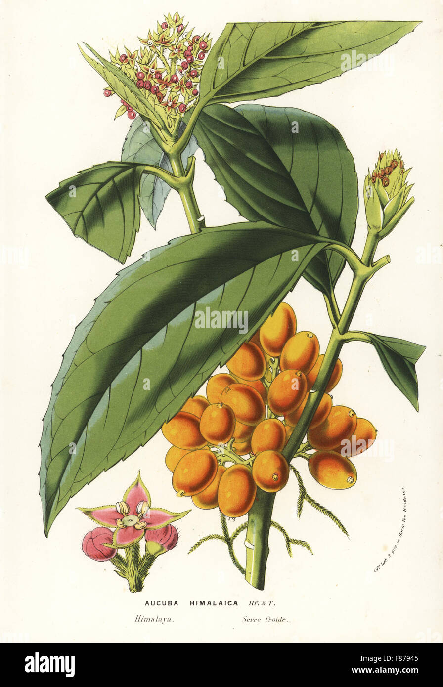 Himalayan aucuba or aokiba, Aucuba himalaica. Handcoloured lithograph from Louis van Houtte and Charles Lemaire's Flowers of the Gardens and Hothouses of Europe, Flore des Serres et des Jardins de l'Europe, Ghent, Belgium, 1857. Stock Photo