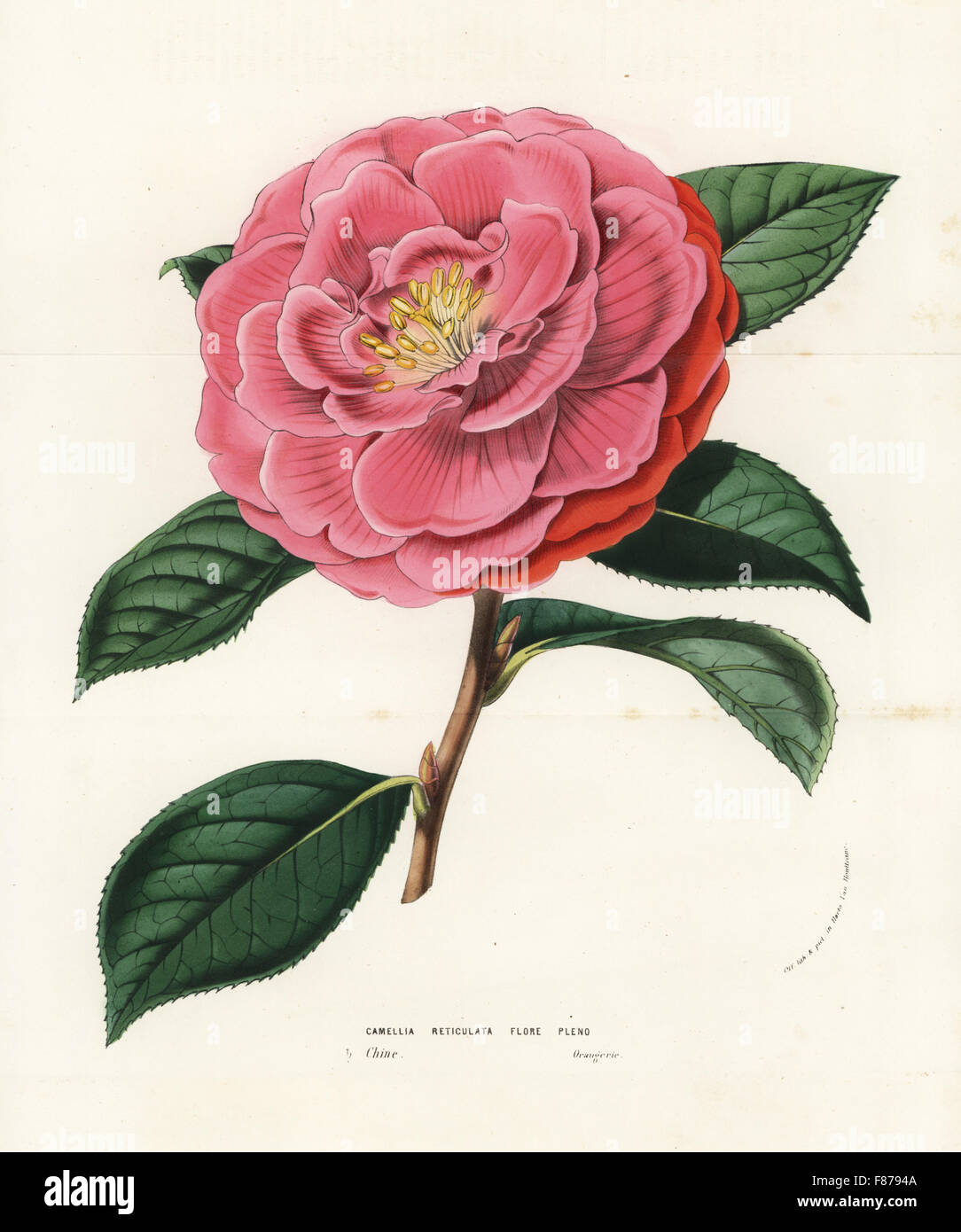 Camellia reticulata var. florepleno. Vulnerable. Handcoloured lithograph from Louis van Houtte and Charles Lemaire's Flowers of the Gardens and Hothouses of Europe, Flore des Serres et des Jardins de l'Europe, Ghent, Belgium, 1857. Stock Photo