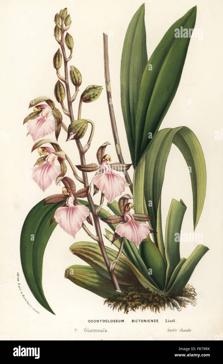 Bicton rhynchostylis orchid, Rhynchostele bictoniensis (Odontoglossum bictoniense). Handcoloured lithograph from Louis van Houtte and Charles Lemaire's Flowers of the Gardens and Hothouses of Europe, Flore des Serres et des Jardins de l'Europe, Ghent, Belgium, 1862-65. Stock Photo