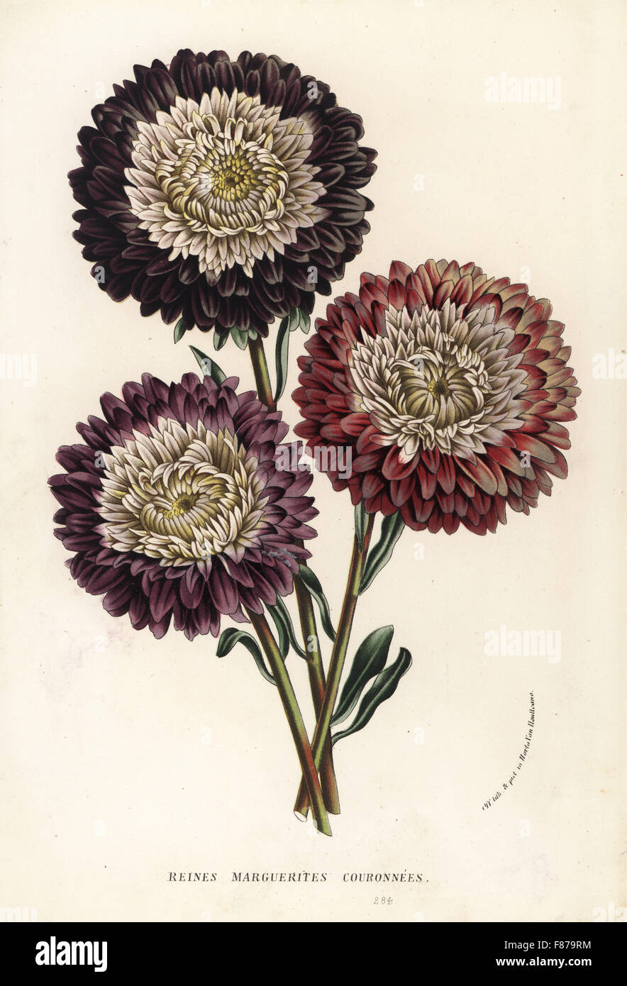China aster cultivars, Callistephus chinensis. Handcoloured lithograph from Louis van Houtte and Charles Lemaire's Flowers of the Gardens and Hothouses of Europe, Flore des Serres et des Jardins de l'Europe, Ghent, Belgium, 1862-65. Stock Photo