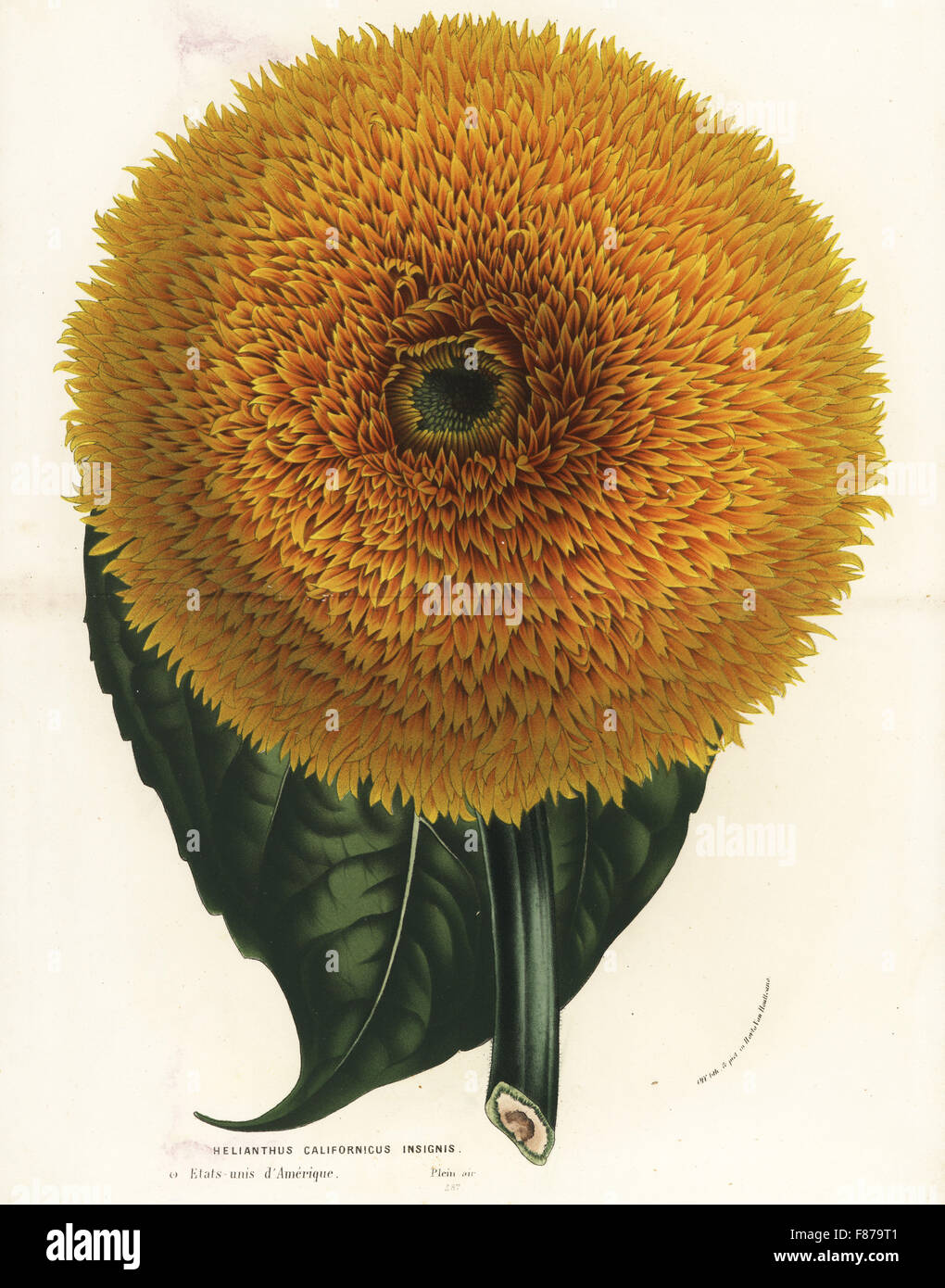 California sunflower, Helianthus californicus insignis. Handcoloured lithograph from Louis van Houtte and Charles Lemaire's Flowers of the Gardens and Hothouses of Europe, Flore des Serres et des Jardins de l'Europe, Ghent, Belgium, 1862-65. Stock Photo