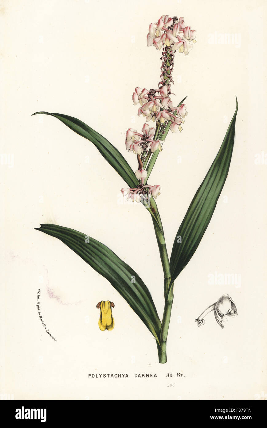 Polystachya rhodoptera orchid (Polystachya carnea). Handcoloured lithograph from Louis van Houtte and Charles Lemaire's Flowers of the Gardens and Hothouses of Europe, Flore des Serres et des Jardins de l'Europe, Ghent, Belgium, 1862-65. Stock Photo