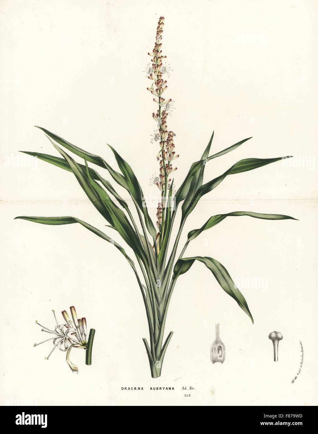 Lance dracaena orchid, Dracaena aubryana. Handcoloured lithograph from Louis van Houtte and Charles Lemaire's Flowers of the Gardens and Hothouses of Europe, Flore des Serres et des Jardins de l'Europe, Ghent, Belgium, 1862-65. Stock Photo