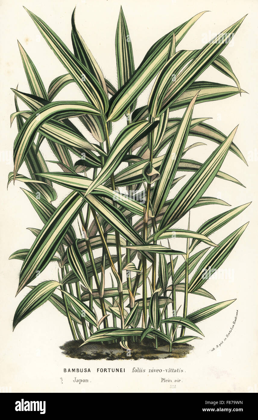 Dwarf whitestripe bamboo, Pleioblastus fortunei (Bambusa fortunei). Handcoloured lithograph from Louis van Houtte and Charles Lemaire's Flowers of the Gardens and Hothouses of Europe, Flore des Serres et des Jardins de l'Europe, Ghent, Belgium, 1862-65. Stock Photo