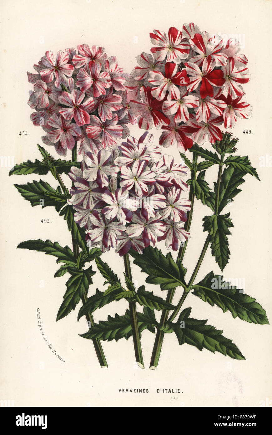 Italian vervain cultivars, Verbena officinalis. Handcoloured lithograph from Louis van Houtte and Charles Lemaire's Flowers of the Gardens and Hothouses of Europe, Flore des Serres et des Jardins de l'Europe, Ghent, Belgium, 1862-65. Stock Photo