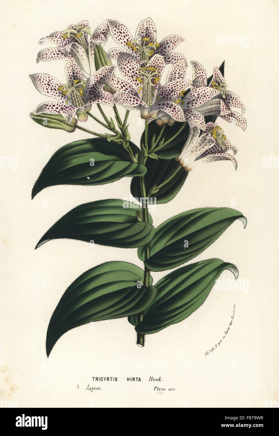 Toad lily, Tricyrtis hirta. Japan. Handcoloured lithograph from Louis van Houtte and Charles Lemaire's Flowers of the Gardens and Hothouses of Europe, Flore des Serres et des Jardins de l'Europe, Ghent, Belgium, 1862-65. Stock Photo