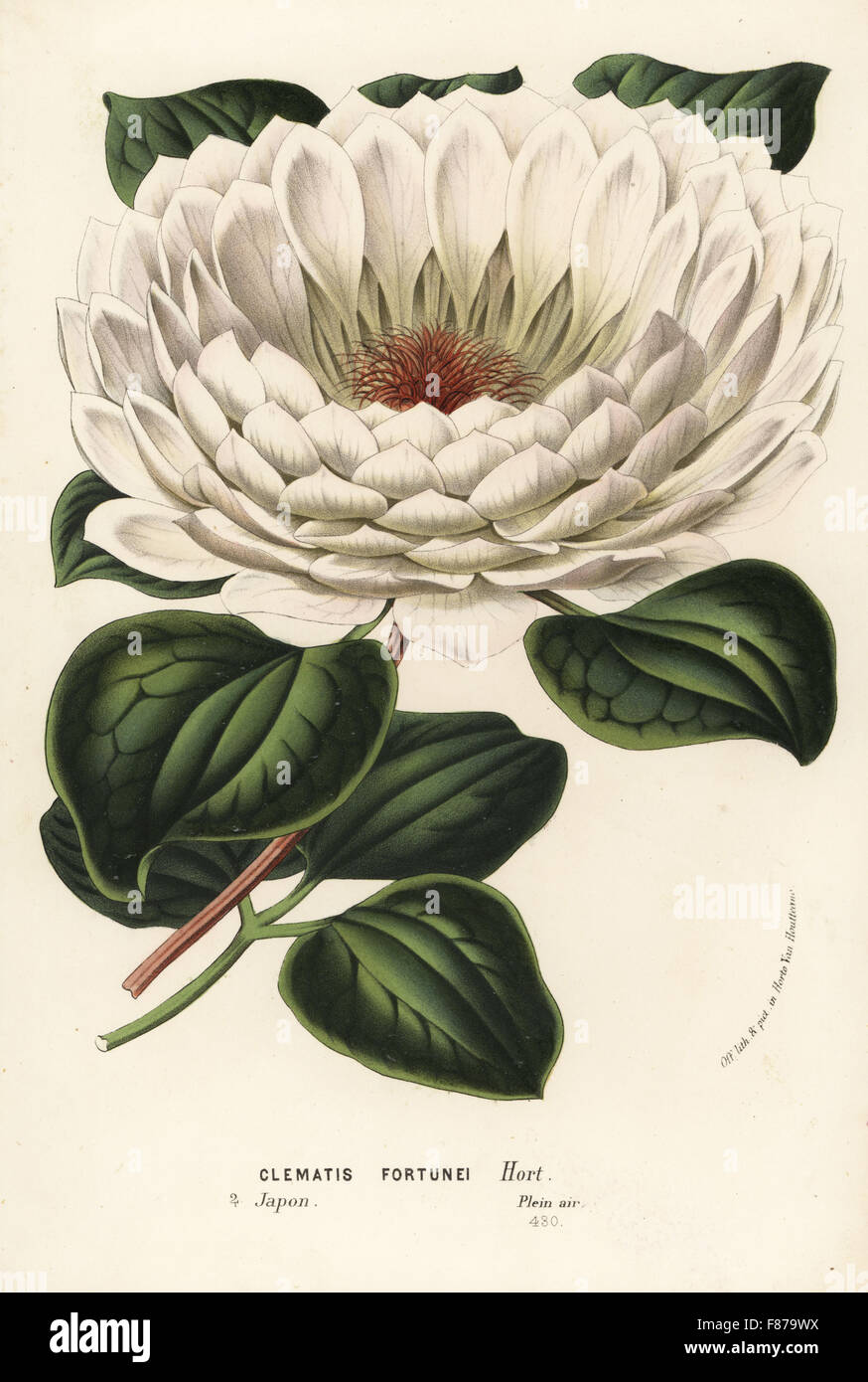 Williams' clematis or kazaguruma, Clematis williamsii (Clematis fortunei). Japan. Handcoloured lithograph from Louis van Houtte and Charles Lemaire's Flowers of the Gardens and Hothouses of Europe, Flore des Serres et des Jardins de l'Europe, Ghent, Belgium, 1862-65. Stock Photo