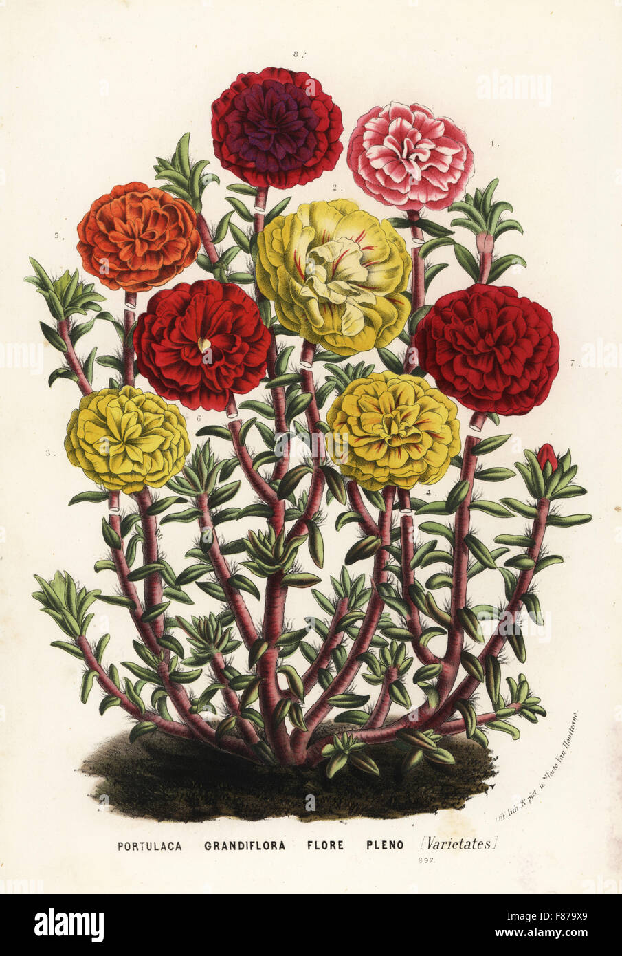 Mexican rose varieties, Portulaca grandiflora flore pleno. Handcoloured
