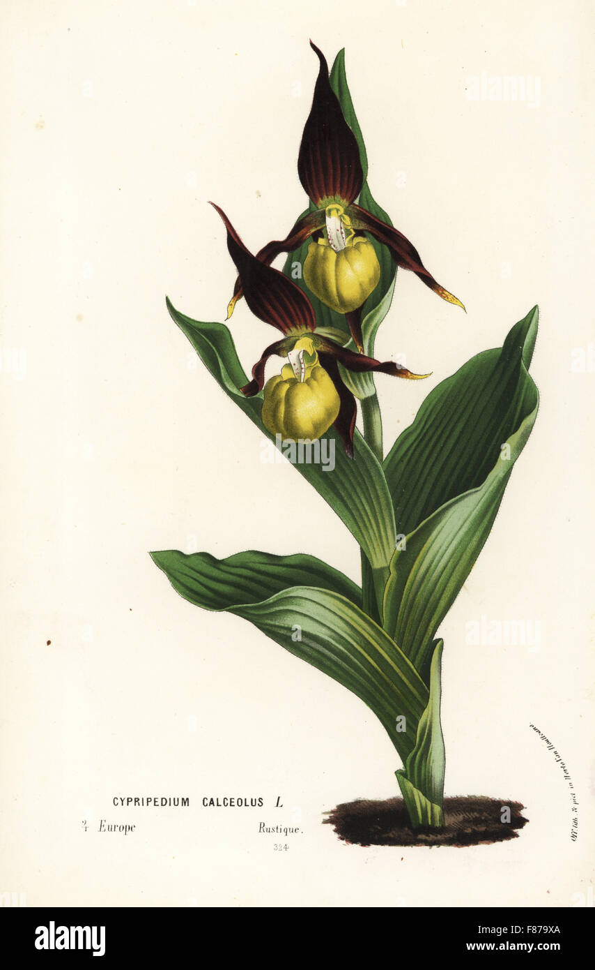 Lady's-slipper orchid, Cypripedium calceolus. Handcoloured lithograph from Louis van Houtte and Charles Lemaire's Flowers of the Gardens and Hothouses of Europe, Flore des Serres et des Jardins de l'Europe, Ghent, Belgium, 1862-65. Stock Photo