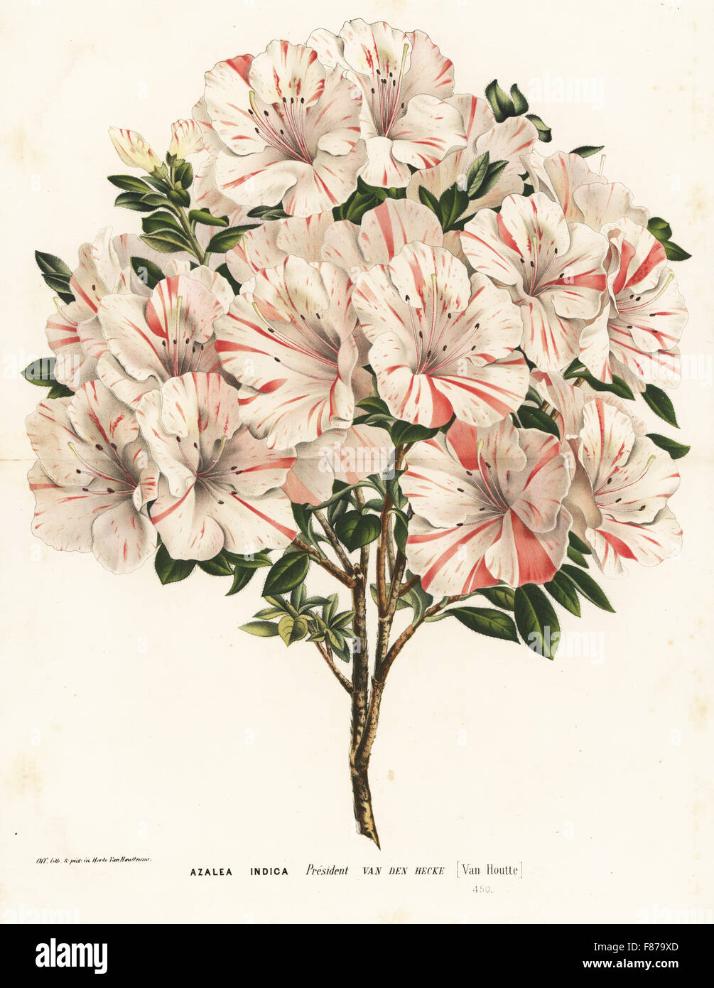 Azalea cultivar, President van den Hecke, Rhododendron indicum. Handcoloured lithograph from Louis van Houtte and Charles Lemaire's Flowers of the Gardens and Hothouses of Europe, Flore des Serres et des Jardins de l'Europe, Ghent, Belgium, 1862-65. Stock Photo