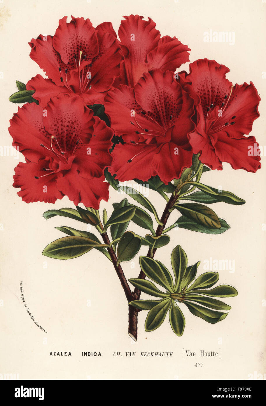 Azalea cultivar, Charles van Eeckhaute, Rhododendron indicum. Handcoloured lithograph from Louis van Houtte and Charles Lemaire's Flowers of the Gardens and Hothouses of Europe, Flore des Serres et des Jardins de l'Europe, Ghent, Belgium, 1862-65. Stock Photo