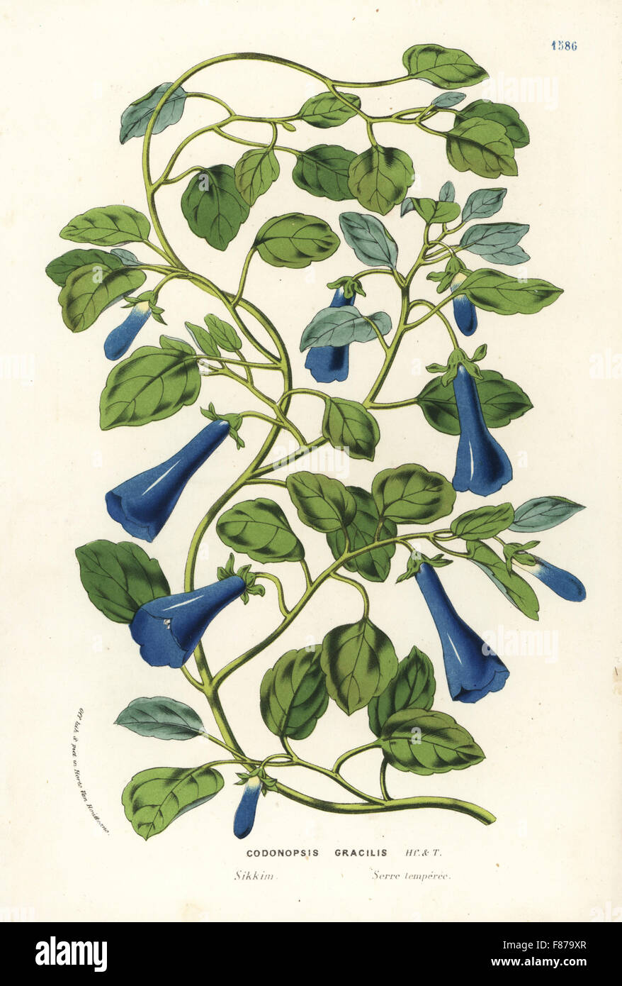 Slender bonnet bellflower, Codonopsis gracilis. Sikkim. Handcoloured lithograph from Louis van Houtte and Charles Lemaire's Flowers of the Gardens and Hothouses of Europe, Flore des Serres et des Jardins de l'Europe, Ghent, Belgium, 1862-65. Stock Photo