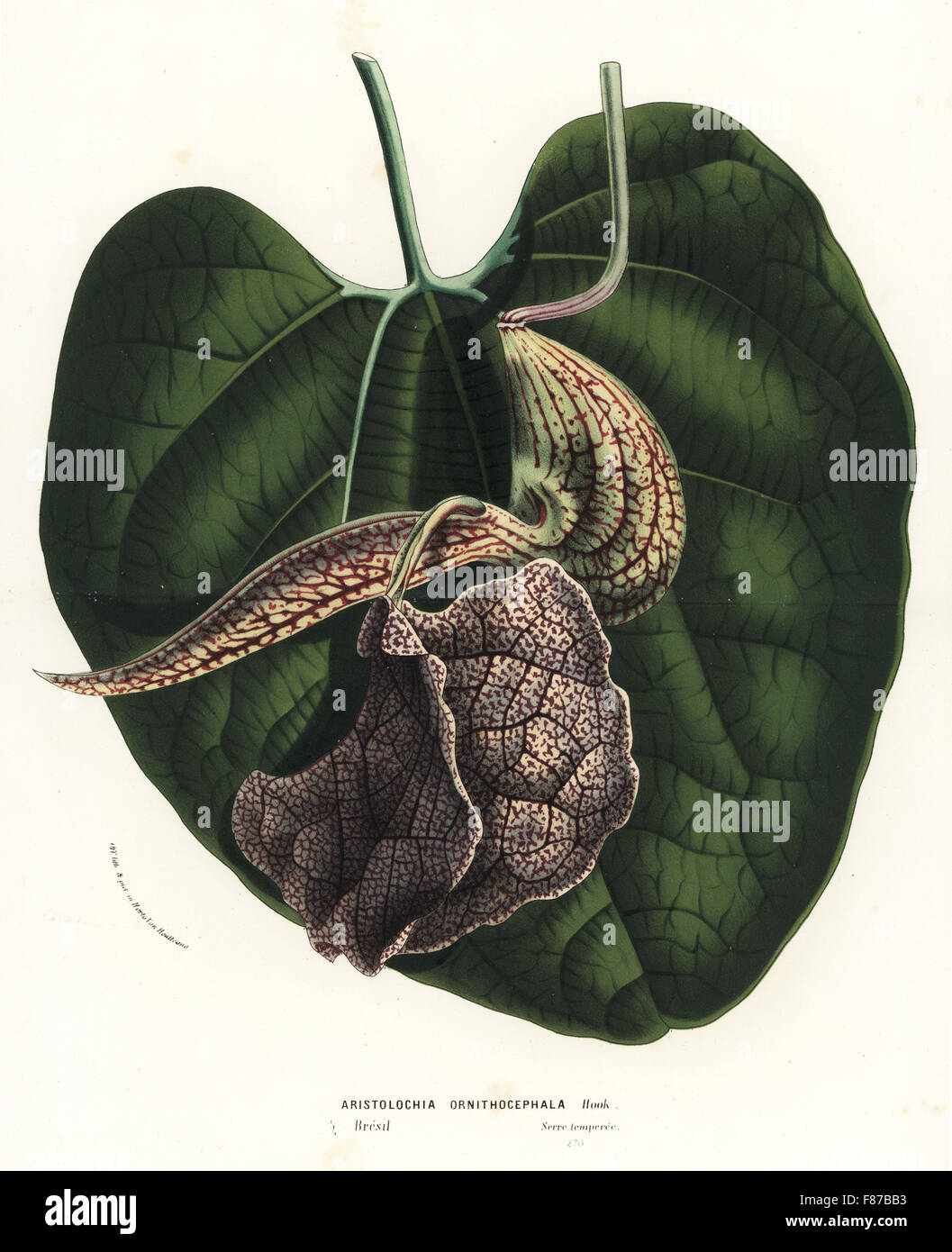 Bird's head birthwort, Aristolochia ornithocephala. Handcoloured lithograph from Louis van Houtte and Charles Lemaire's Flowers of the Gardens and Hothouses of Europe, Flore des Serres et des Jardins de l'Europe, Ghent, Belgium, 1867-1868. Stock Photo