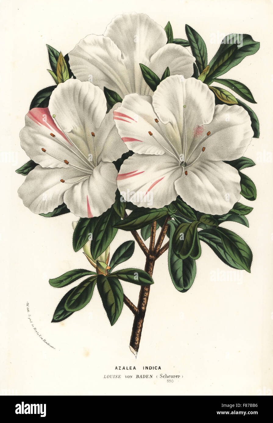Azalea indica, Louise von Baden variety, Rhodonendron indicum. Handcoloured lithograph from Louis van Houtte and Charles Lemaire's Flowers of the Gardens and Hothouses of Europe, Flore des Serres et des Jardins de l'Europe, Ghent, Belgium, 1867-1868. Stock Photo