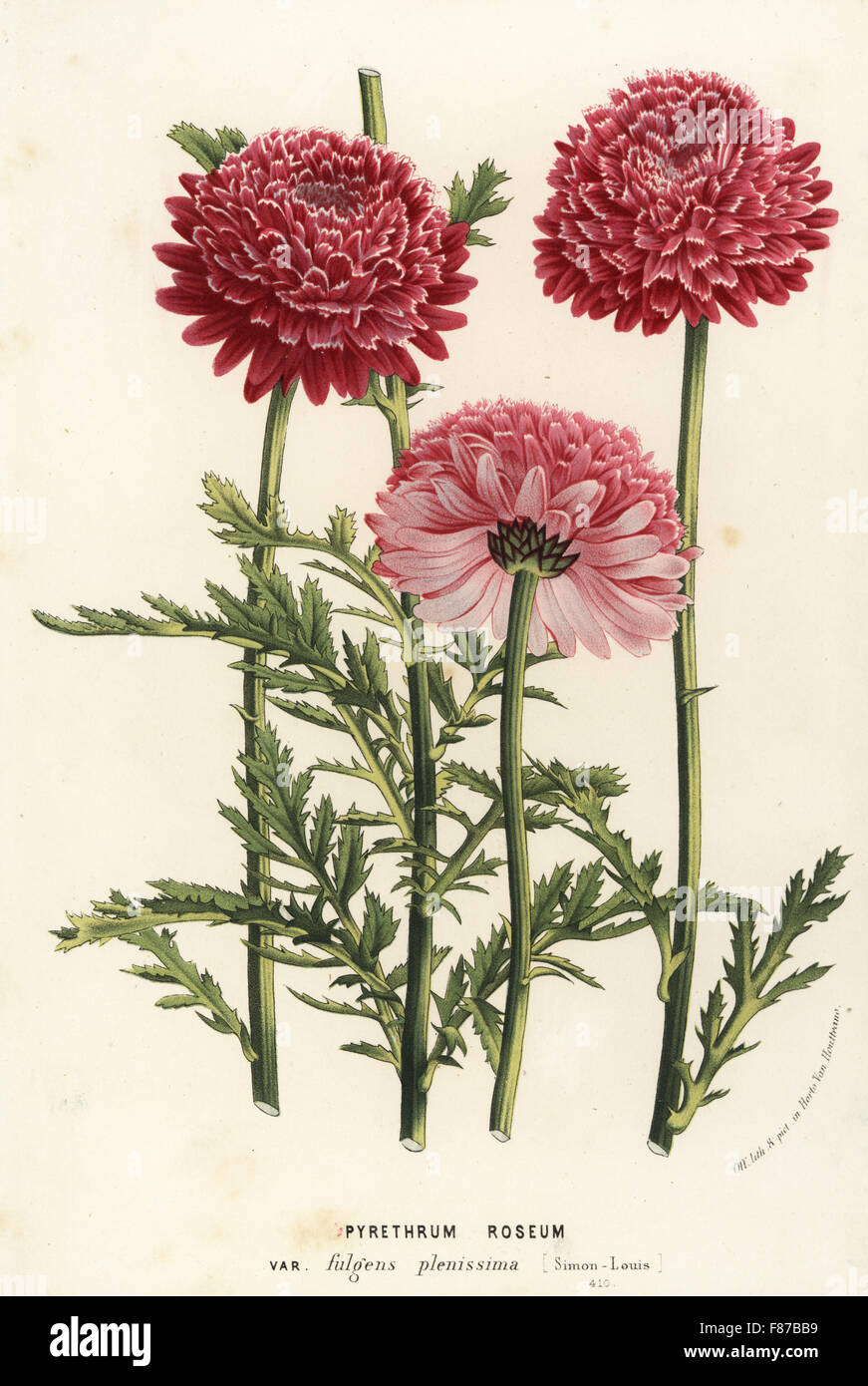 Painted daisy, Chrysanthemum coccineum var. fulgens plenissima (Pyrethrum roseum var. fulgens plenissima). Handcoloured lithograph from Louis van Houtte and Charles Lemaire's Flowers of the Gardens and Hothouses of Europe, Flore des Serres et des Jardins de l'Europe, Ghent, Belgium, 1867-1868. Stock Photo