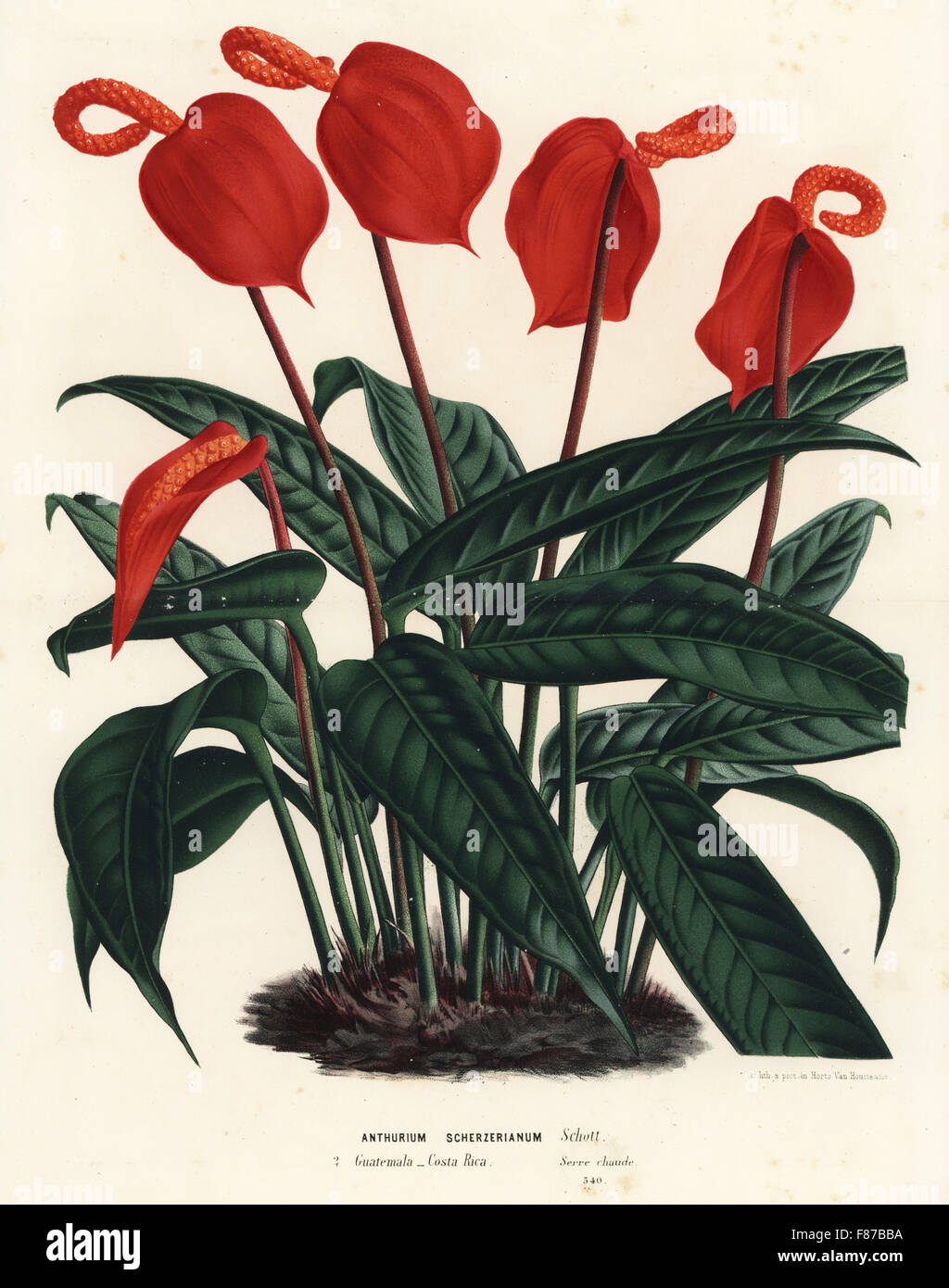 Flamingo flower, Anthurium scherzerianum. Handcoloured lithograph from Louis van Houtte and Charles Lemaire's Flowers of the Gardens and Hothouses of Europe, Flore des Serres et des Jardins de l'Europe, Ghent, Belgium, 1867-1868. Stock Photo