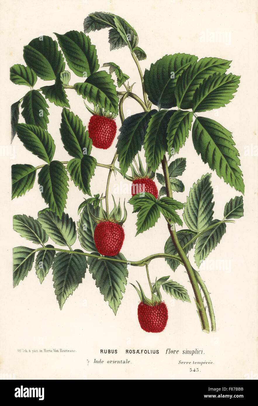 Roseleaf bramble or West Indian raspberry, Rubus rosifolius (Rubus rosaefolius flore simplici). Handcoloured lithograph from Louis van Houtte and Charles Lemaire's Flowers of the Gardens and Hothouses of Europe, Flore des Serres et des Jardins de l'Europe, Ghent, Belgium, 1867-1868. Stock Photo