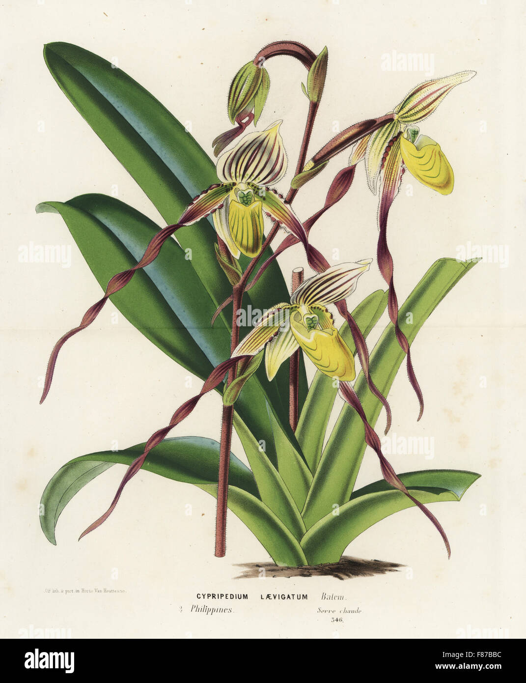 Paphiopedilum philippinense orchid (Cypripedium laevigatum). Handcoloured lithograph from Louis van Houtte and Charles Lemaire's Flowers of the Gardens and Hothouses of Europe, Flore des Serres et des Jardins de l'Europe, Ghent, Belgium, 1867-1868. Stock Photo