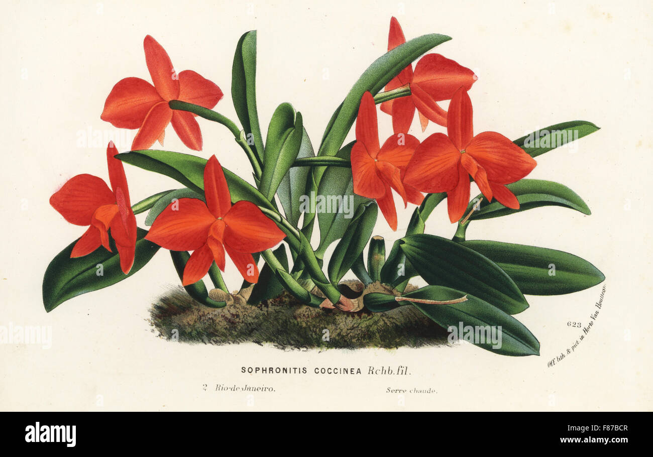 Cattleya coccinea orchid (Sophronitis coccinea). Handcoloured lithograph from Louis van Houtte and Charles Lemaire's Flowers of the Gardens and Hothouses of Europe, Flore des Serres et des Jardins de l'Europe, Ghent, Belgium, 1867-1868. Stock Photo