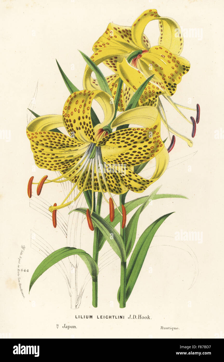 Leichlin's lily, Lilium leichtlini. Japan. Handcoloured lithograph from Louis van Houtte and Charles Lemaire's Flowers of the Gardens and Hothouses of Europe, Flore des Serres et des Jardins de l'Europe, Ghent, Belgium, 1867-1868. Stock Photo