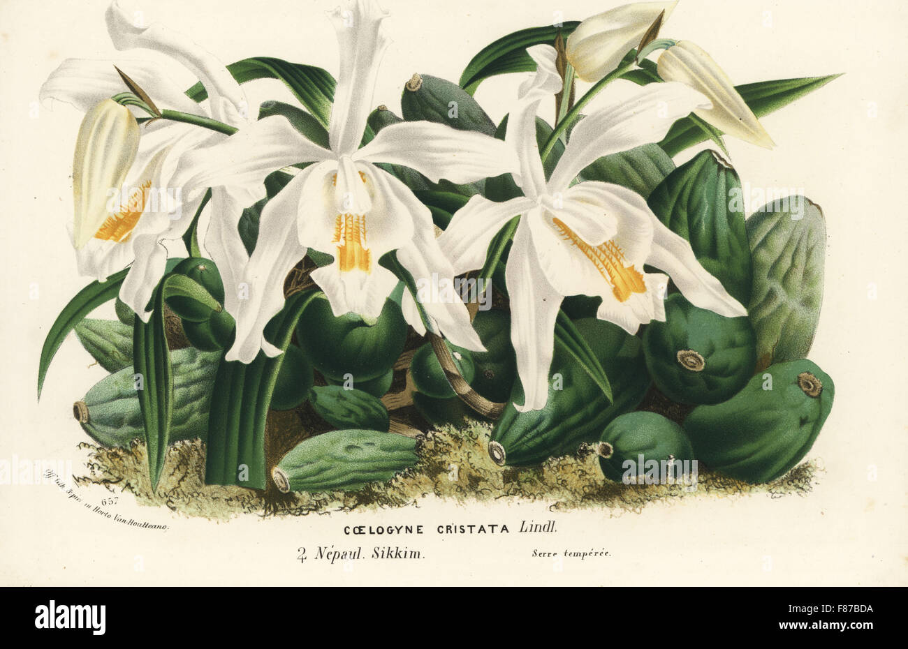 Coelogyne cristata orchid. Handcoloured lithograph from Louis van Houtte and Charles Lemaire's Flowers of the Gardens and Hothouses of Europe, Flore des Serres et des Jardins de l'Europe, Ghent, Belgium, 1867-1868. Stock Photo