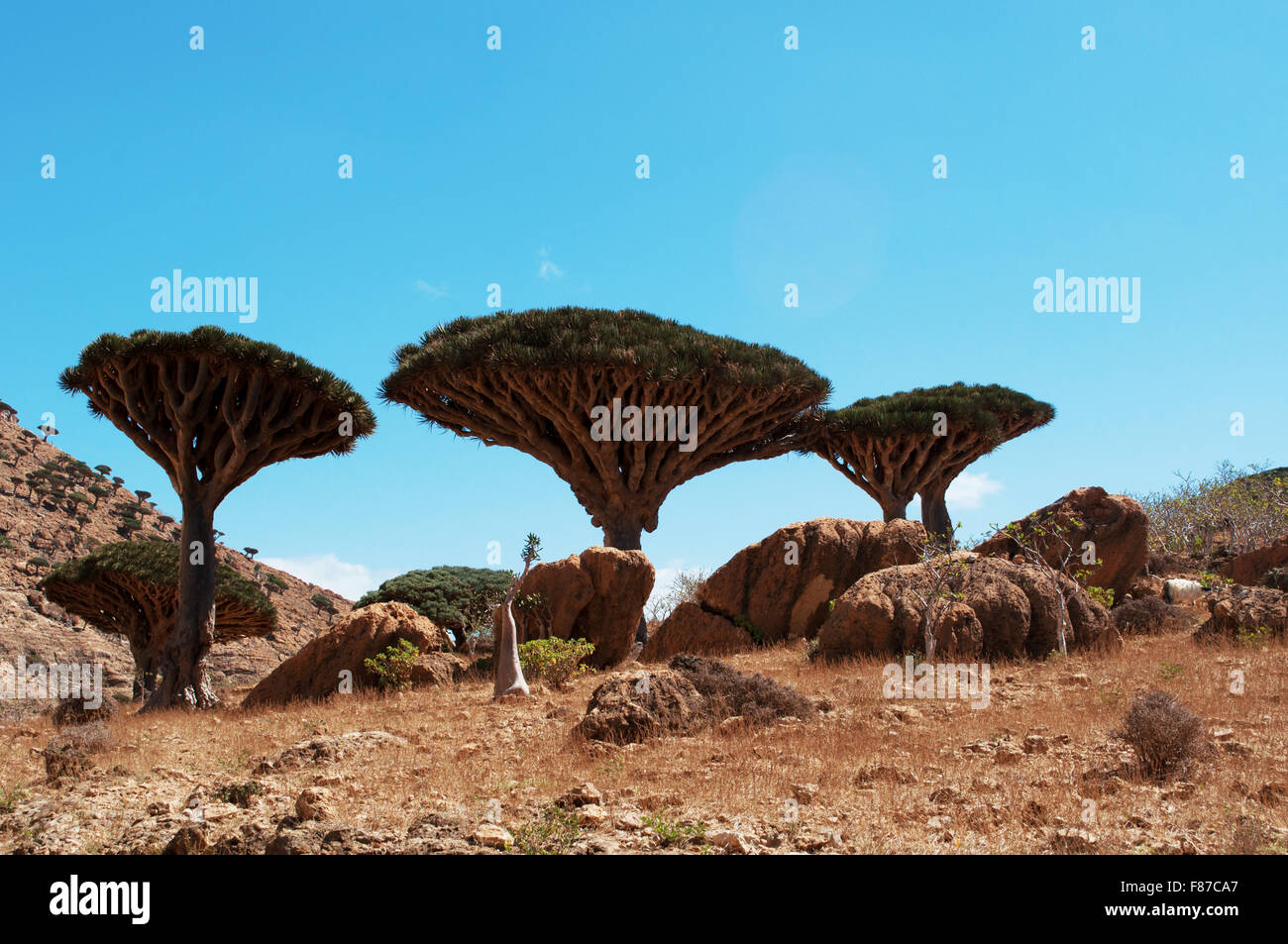 Homhil Plateau, Socotra, Yemen, Middle East: overview of the Dragon Blood Trees forest, endemic tree so called due to its red sap Stock Photo