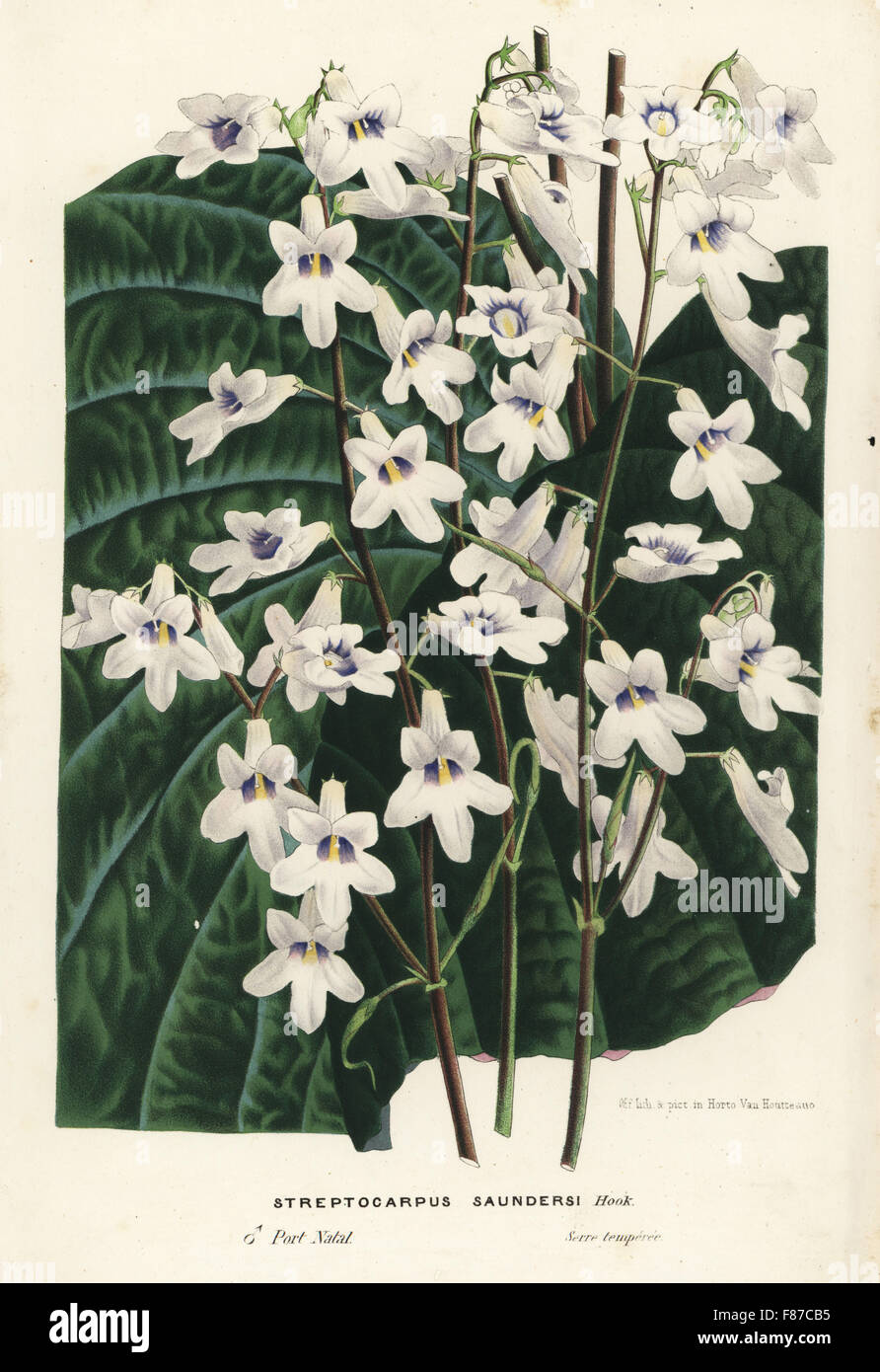 Cape primrose, Streptocarpus saundersii. Handcoloured lithograph from Louis van Houtte and Charles Lemaire's Flowers of the Gardens and Hothouses of Europe, Flore des Serres et des Jardins de l'Europe, Ghent, Belgium, 1867-1868. Stock Photo