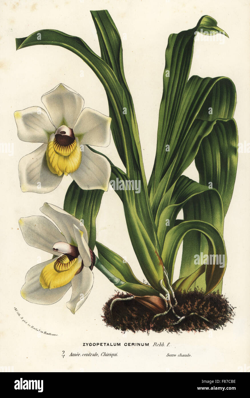 Pescatoria cerina orchid (Zygopetalum cerinum). Handcoloured lithograph from Louis van Houtte and Charles Lemaire's Flowers of the Gardens and Hothouses of Europe, Flore des Serres et des Jardins de l'Europe, Ghent, Belgium, 1867-1868. Stock Photo