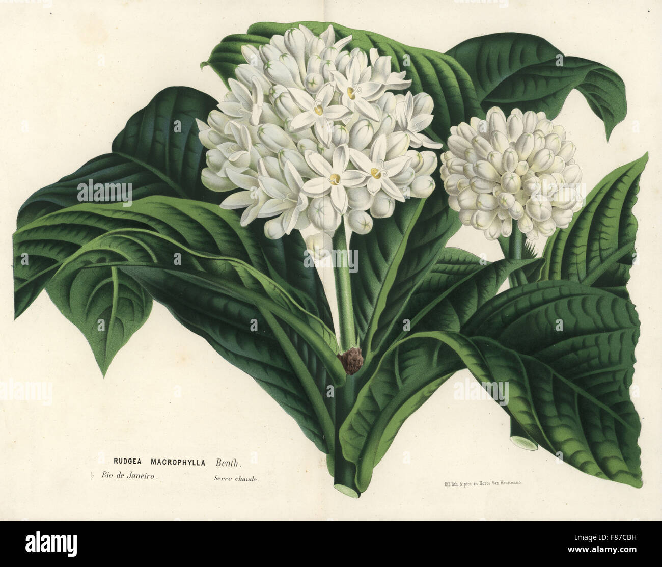Rudgea macrophylla. Handcoloured lithograph from Louis van Houtte and Charles Lemaire's Flowers of the Gardens and Hothouses of Europe, Flore des Serres et des Jardins de l'Europe, Ghent, Belgium, 1867-1868. Stock Photo