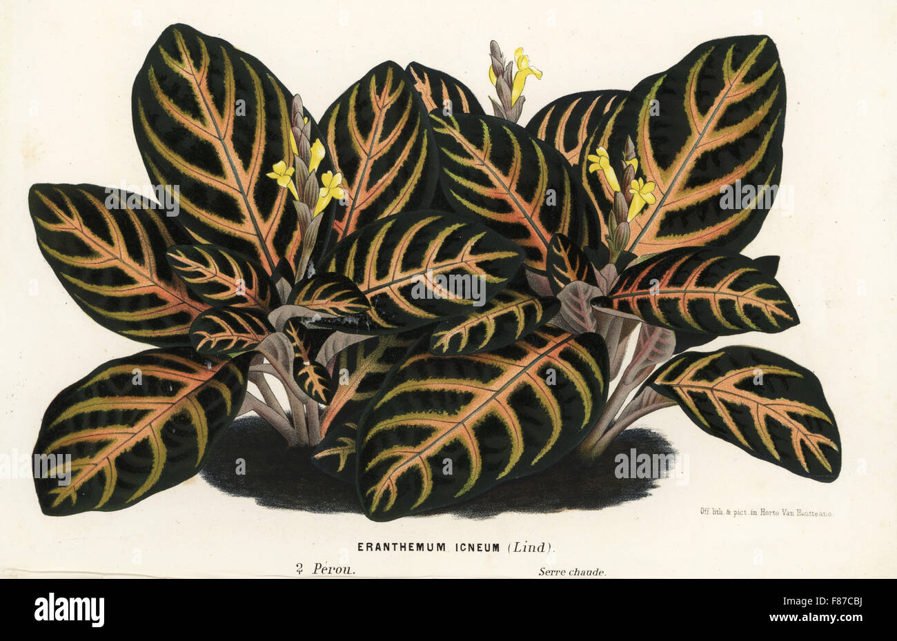 Aphelandra maculata (Eranthemum igneum). Handcoloured lithograph from Louis van Houtte and Charles Lemaire's Flowers of the Gardens and Hothouses of Europe, Flore des Serres et des Jardins de l'Europe, Ghent, Belgium, 1867-1868. Stock Photo