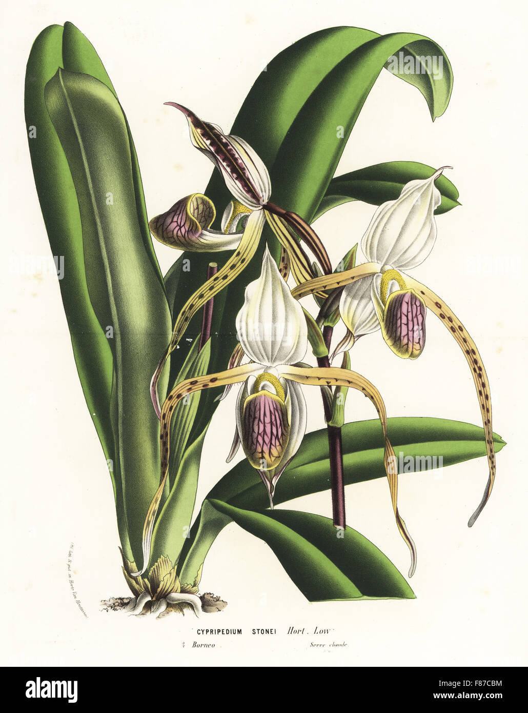 Paphiopedilum stonei orchid (Cypripedium stonei). Handcoloured lithograph from Louis van Houtte and Charles Lemaire's Flowers of the Gardens and Hothouses of Europe, Flore des Serres et des Jardins de l'Europe, Ghent, Belgium, 1867-1868. Stock Photo