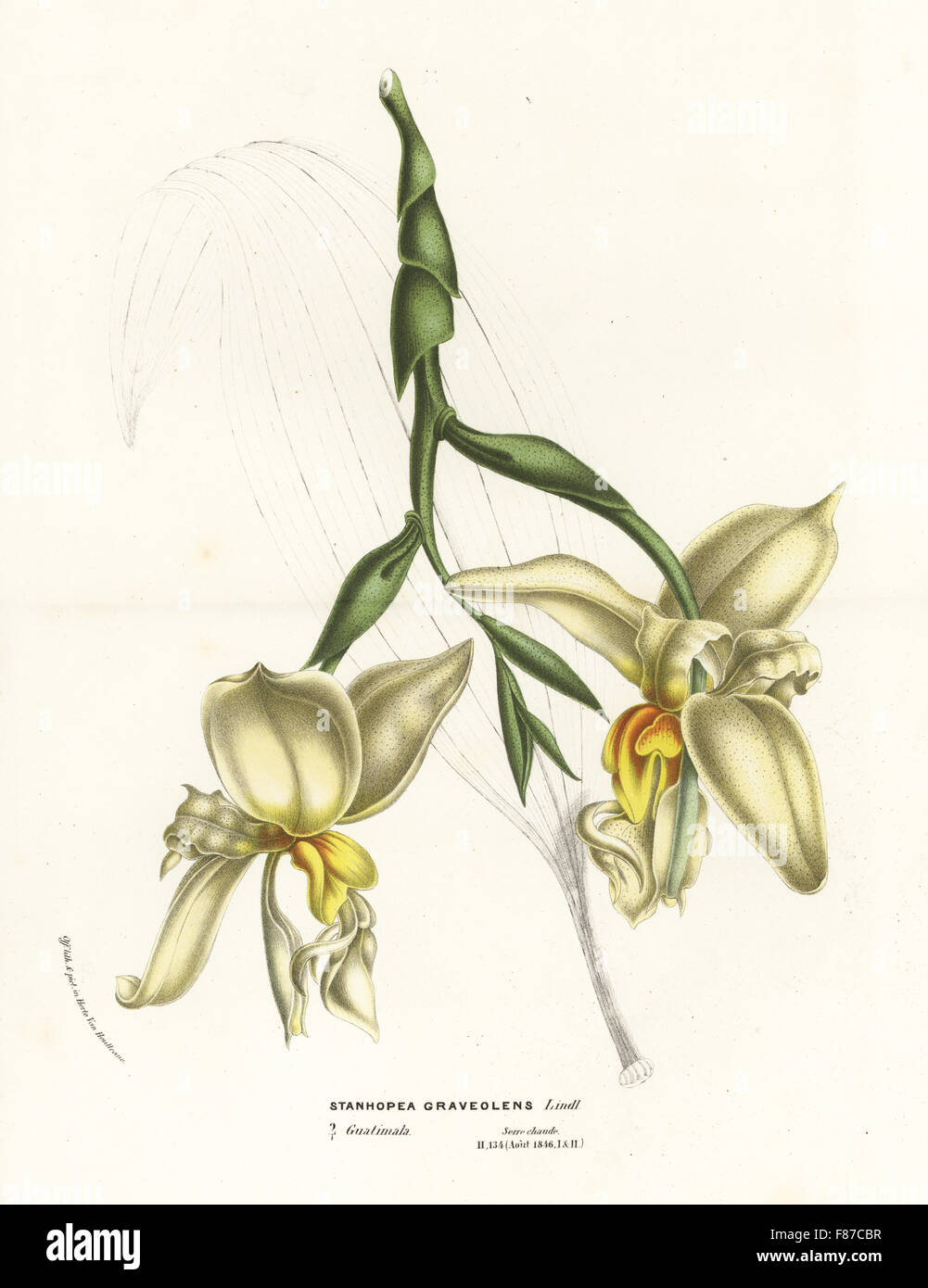 Stanhopea graveolens orchid. Handcoloured lithograph from Louis van Houtte and Charles Lemaire's Flowers of the Gardens and Hothouses of Europe, Flore des Serres et des Jardins de l'Europe, Ghent, Belgium, 1870. Stock Photo