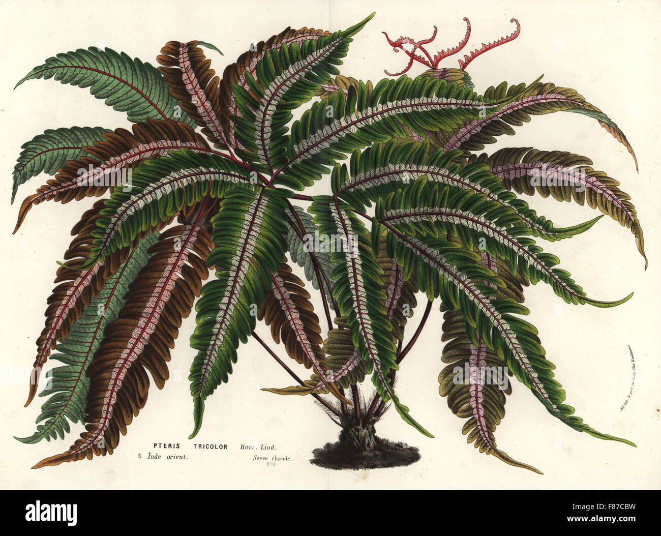Brake fern, Pteris aspericaulis (Pteris tricolor). Handcoloured lithograph from Louis van Houtte and Charles Lemaire's Flowers of the Gardens and Hothouses of Europe, Flore des Serres et des Jardins de l'Europe, Ghent, Belgium, 1870. Stock Photo