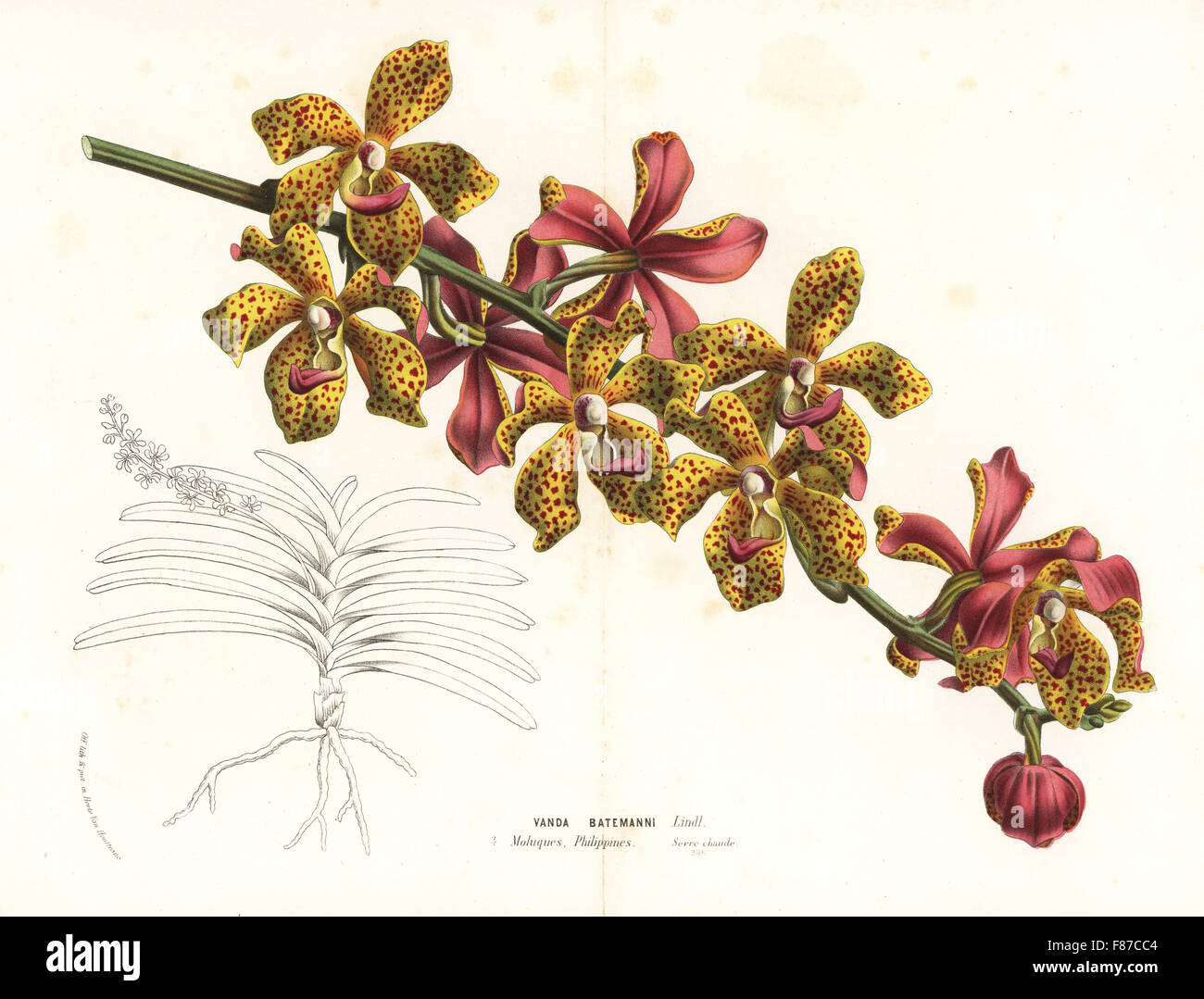 Vandopsis lissochiloides orchid (Vanda batemanii). Moluccas, Philippines. Handcoloured lithograph from Louis van Houtte and Charles Lemaire's Flowers of the Gardens and Hothouses of Europe, Flore des Serres et des Jardins de l'Europe, Ghent, Belgium, 1870. Stock Photo