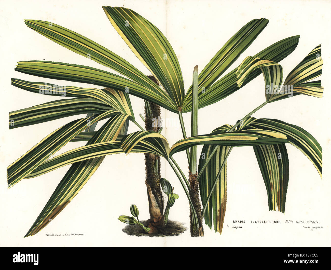 Broadleaf lady palm deals