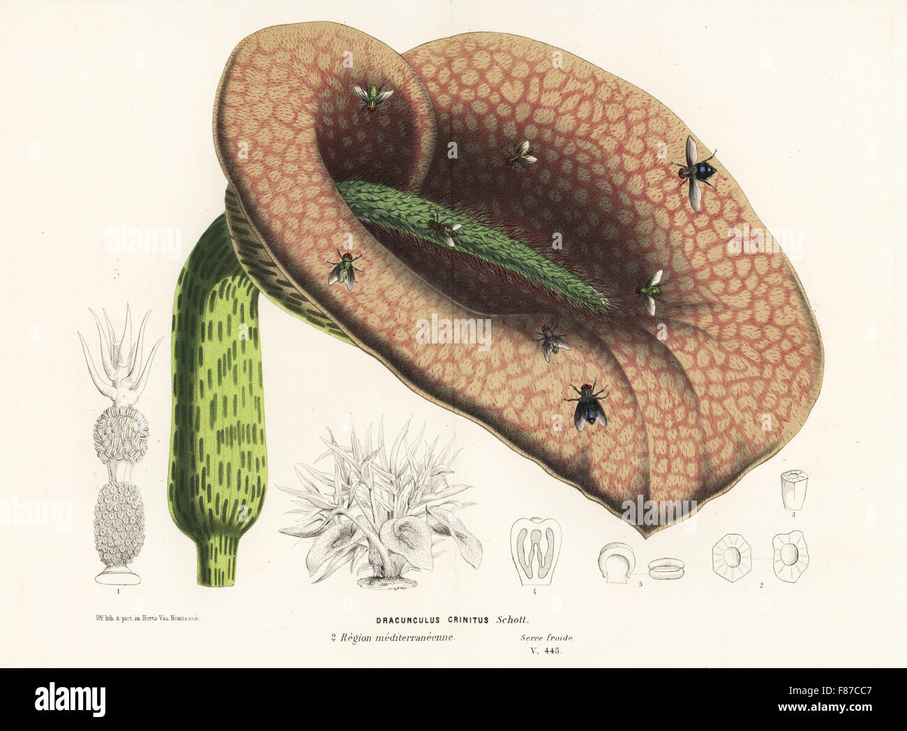 Dead horse arum lily, Helicodiceros muscivorus (Dracunculus crinitus) with blow flies. Handcoloured lithograph from Louis van Houtte and Charles Lemaire's Flowers of the Gardens and Hothouses of Europe, Flore des Serres et des Jardins de l'Europe, Ghent, Belgium, 1870. Stock Photo