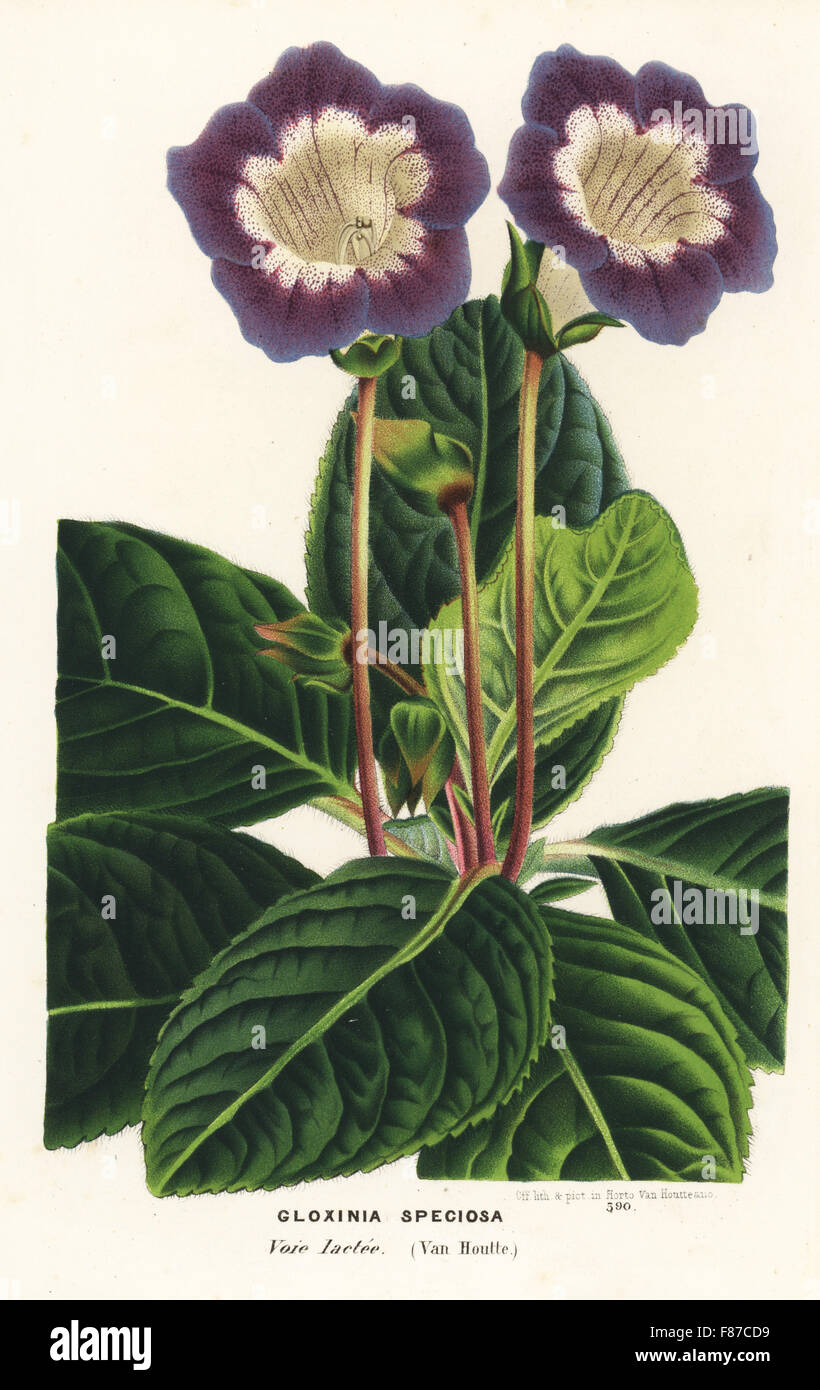 Gloxinia variety, Voie lactee, Sinningia speciosa. Handcoloured lithograph from Louis van Houtte and Charles Lemaire's Flowers of the Gardens and Hothouses of Europe, Flore des Serres et des Jardins de l'Europe, Ghent, Belgium, 1870. Stock Photo