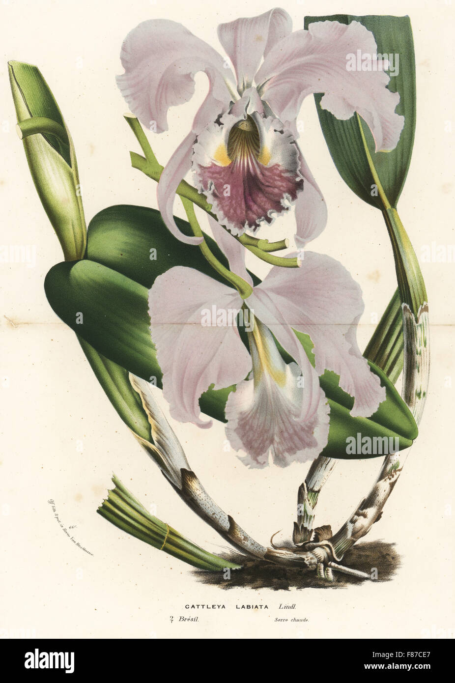 Ruby-lipped cattleya orchid, Cattleya labiata. Handcoloured lithograph from Louis van Houtte and Charles Lemaire's Flowers of the Gardens and Hothouses of Europe, Flore des Serres et des Jardins de l'Europe, Ghent, Belgium, 1870. Stock Photo