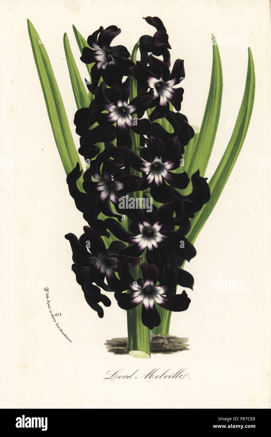 Hyacinth cultivar, Lord Melville, Hyacinthus orientalis. Handcoloured lithograph from Louis van Houtte and Charles Lemaire's Flowers of the Gardens and Hothouses of Europe, Flore des Serres et des Jardins de l'Europe, Ghent, Belgium, 1870. Stock Photo