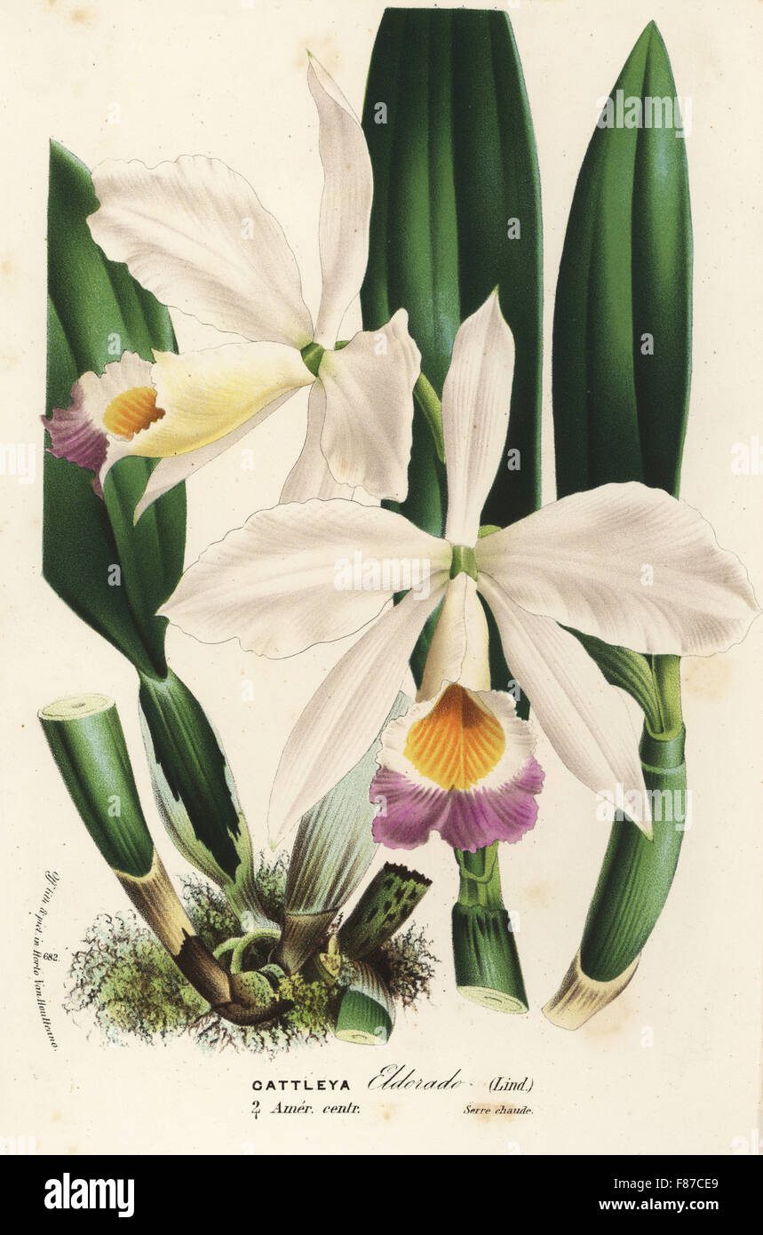 Wallis' cattleya orchid, Cattleya wallisii (Cattleya eldorado). Handcoloured lithograph from Louis van Houtte and Charles Lemaire's Flowers of the Gardens and Hothouses of Europe, Flore des Serres et des Jardins de l'Europe, Ghent, Belgium, 1870. Stock Photo